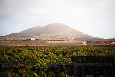Viñedos de la bodega Auta